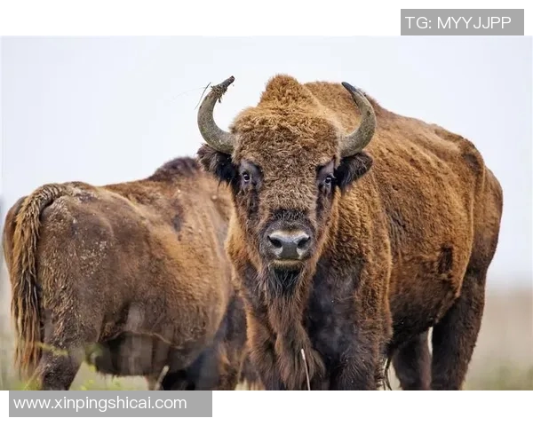 关于公牛你未必知道的十个冷知识揭秘让你大开眼界